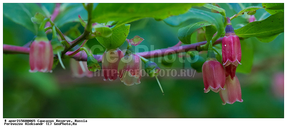  ������������� ����, ���������� ������, ���������-���������� ����������, ������, ���, ������, �������� ������, ���������� ��������������� ����������, ���������� ��������������� ��������� ���������� ���������� ����� �. �. �����������, ������ ��������, �����, ���������� ��������, ������������ ��������, ������������ ��������, ������, �����, XYZ, ����������, Ericaceae, ������� ����������, Vaccinium arctostaphylos, ������, �����, ������, ������, ���������� ����������