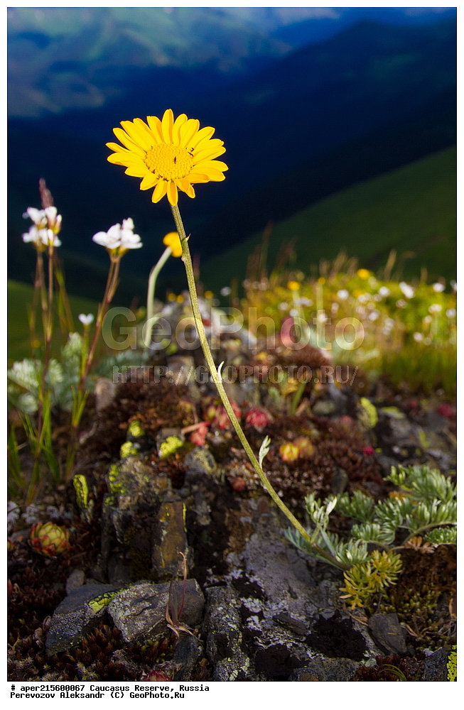 ������������� ����, ���������� ������, ���������-���������� ����������, ������, ���, ������, �������� ������, ���������� ��������������� ����������, ���������� ��������������� ��������� ���������� ���������� ����� �. �. �����������, ������ ��������, �����, ���������� ��������, ������������ ��������, ������������ ��������, ������, �����, XYZ, ��������, �������������, Asteraceae, Compositae, ������� ����������, Anthemis caucasica, Anthemis biebersteiniana var. pectinata, Anthemis marschalliana ssp. pectinata, ������, �����, ������, ������, ���������� ����������