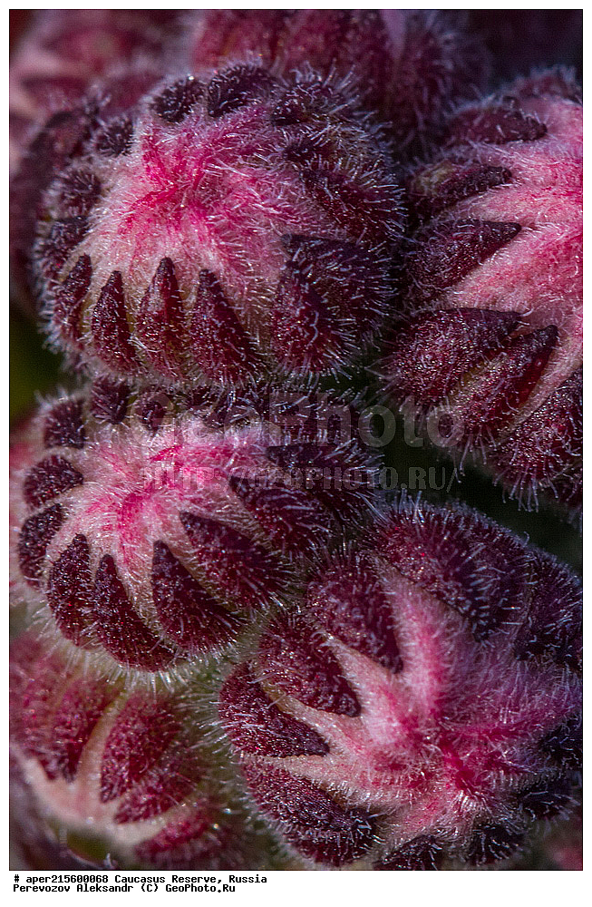 ������������� ����, ���������� ������, ���������-���������� ����������, ������, ���, ������, �������� ������, ���������� ��������������� ����������, ���������� ��������������� ��������� ���������� ���������� ����� �. �. �����������, ������ ��������, �����, ���������� ��������, ������������ ��������, ������������ ��������, ������, �����, XYZ, ������������, Crassulaceae, �������� ����������, �������� ���������, Sempervivum caucasicum, Sempervivum borissovae, ������, �����, ������, ������, ���������� ����������