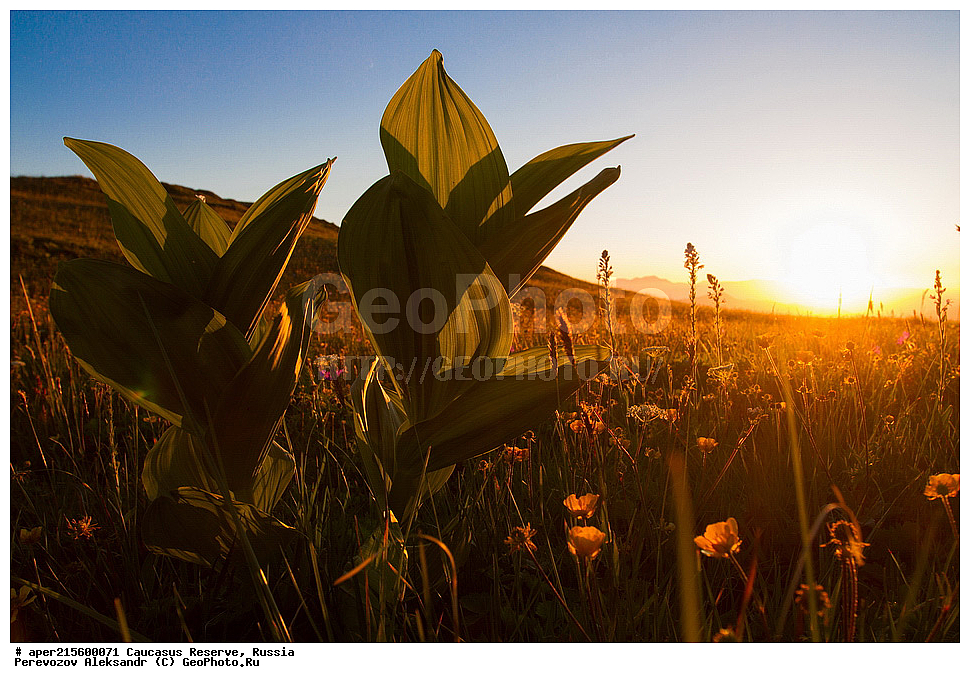 ������������� ����, ���������� ������, ���������-���������� ����������, ������, ���, ������, �������� ������, ���������� ��������������� ����������, ���������� ��������������� ��������� ���������� ���������� ����� �. �. �����������, ������ ��������, �����, ���������� ��������, ������������ ��������, ������������ ��������, ������, �����, XYZ, �����������, Melanthiaceae, �������� ������, �������� ���������, �������� ������, �������� �������, �������� ������������, ���������, Veratrum lobelianum, Veratrum album, ������, �����, ������, ������, ���������� ����������