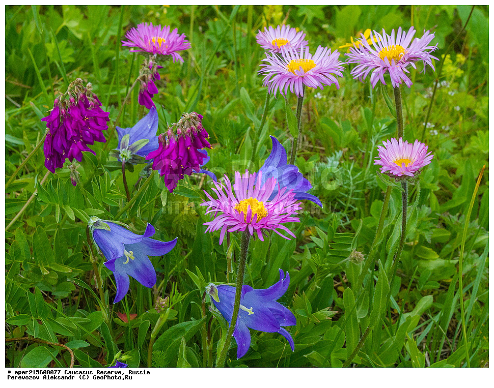 ������������� ����, ���������� ������, ���������-���������� ����������, ������, ���, ������, �������� ������, ���������� ��������������� ����������, ���������� ��������������� ��������� ���������� ���������� ����� �. �. �����������, ������ ��������, �����, ���������� ��������, ������������ ��������, ������������ ��������, ������, �����, XYZ, ��������, �������������, Asteraceae, Compositae, ����� ����������, ����� �����������, ����� ������, Aster alpinus, Aster fallax, Aster hispanicus, Aster korshinskyi, ������, �����, ������, ������, ���������� ����������