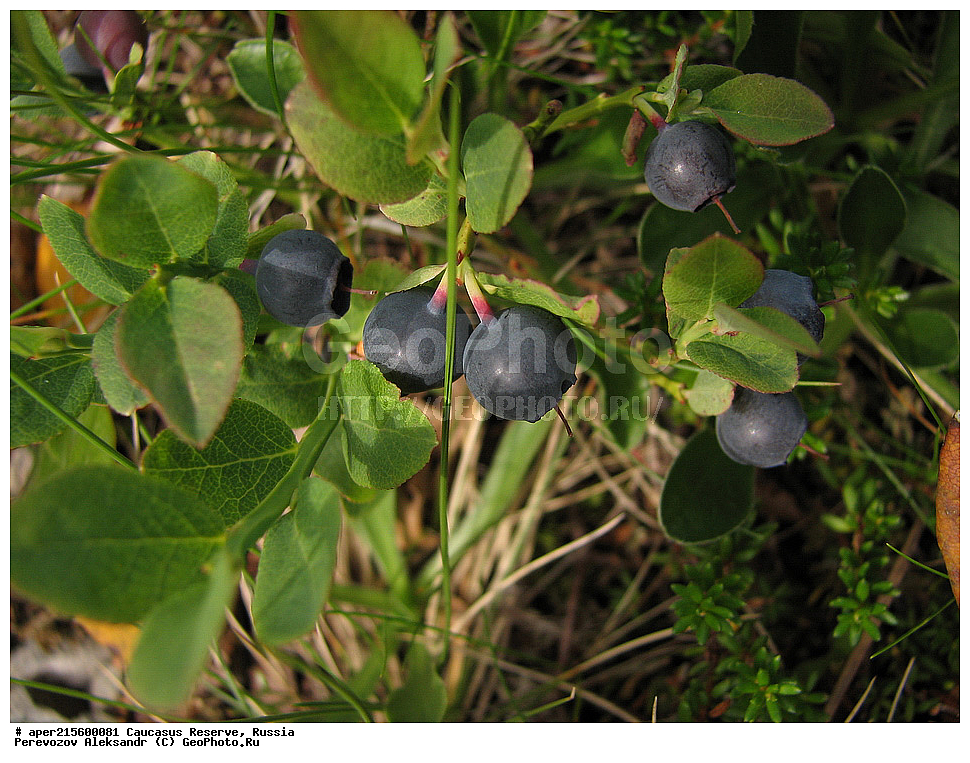 ������������� ����, ���������� ������, ���������-���������� ����������, ������, ���, ������, �������� ������, ���������� ��������������� ����������, ���������� ��������������� ��������� ���������� ���������� ����� �. �. �����������, ������ ��������, �����, ���������� ��������, ������������ ��������, ������������ ��������, XYZ, ����������, Ericaceae, ������� ������������, ������� ������������, Vaccinium myrtillus, ����, ����, �����, �����, �����, ������, �����, ������, ������, ���������� ����������