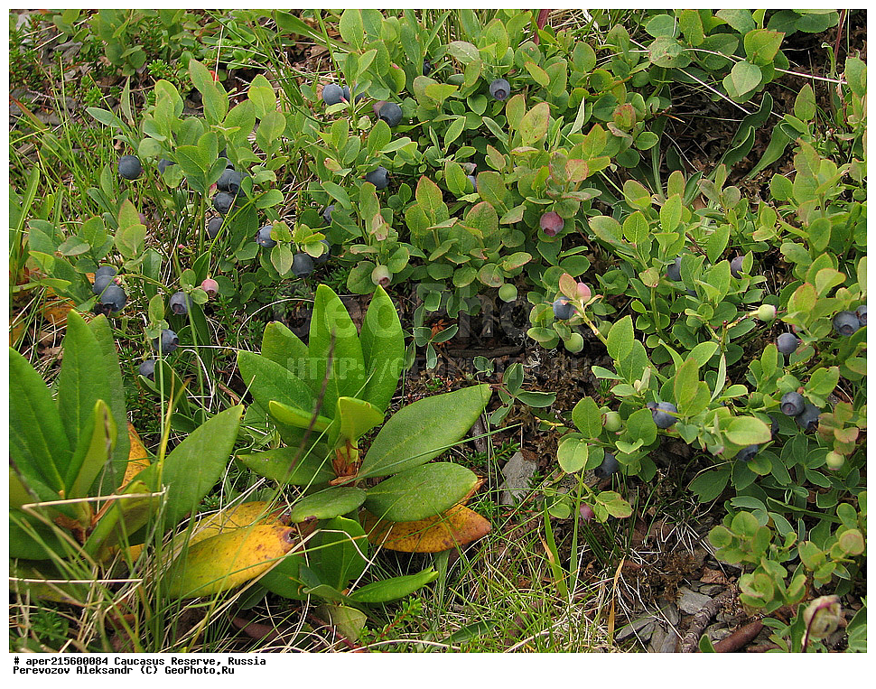 ������������� ����, ���������� ������, ���������-���������� ����������, ������, ���, ������, �������� ������, ���������� ��������������� ����������, ���������� ��������������� ��������� ���������� ���������� ����� �. �. �����������, ������ ��������, �����, ���������� ��������, ������������ ��������, ������������ ��������, XYZ, ����������, Ericaceae, ������� ������������, ������� ������������, Vaccinium myrtillus, ����, ����, �����, �����, �����, ������, �����, ������, ������, ���������� ����������