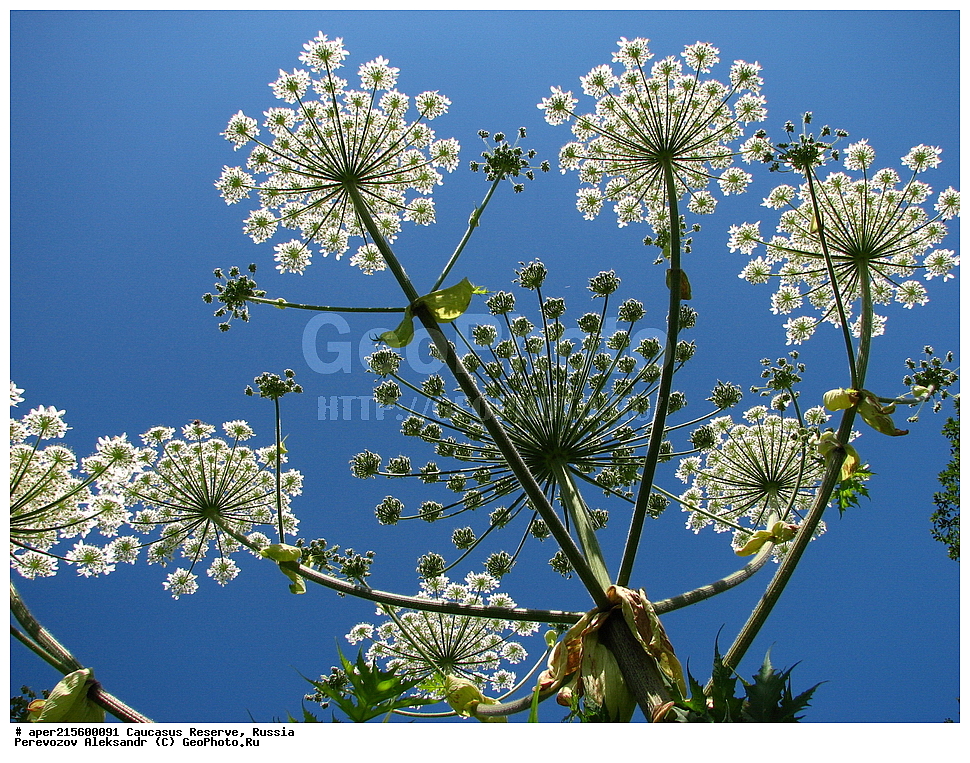 ������������� ����, ���������� ������, ���������-���������� ����������, ������, ���, ������, �������� ������, ���������� ��������������� ����������, ���������� ��������������� ��������� ���������� ���������� ����� �. �. �����������, ������ ��������, �����, ���������� ��������, ������������ ��������, ������������ ��������, ������, �����, ���������, ������������, ������������, Umbelliferae, Apiaceae, ��������, Heracleum sp., ������, �����, ������, ������, ���������� ����������