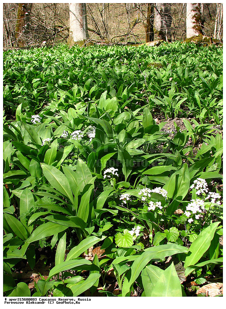 ������������� ����, ���������� ������, ���������-���������� ����������, ������, ���, ������, �������� ������, ���������� ��������������� ����������, ���������� ��������������� ��������� ���������� ���������� ����� �. �. �����������, ������ ��������, �����, ���������� ��������, ������������ ��������, ������������ ��������, ������, �����, XYZ, �������, Alliaceae, �������������, Amaryllidaceae, ��� ��������, �������, Allium ursinum, Allium ucrainicum, ������, �����, ������, ������, ���������� ����������