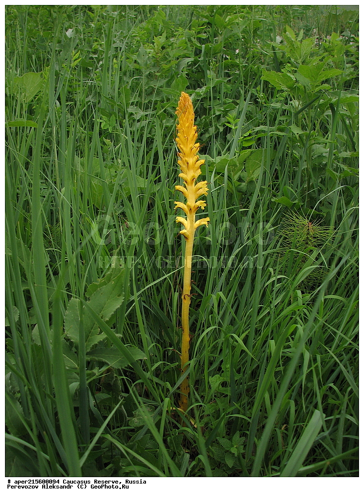 ������������� ����, ���������� ������, ���������-���������� ����������, ������, ���, ������, �������� ������, ���������� ��������������� ����������, ���������� ��������������� ��������� ���������� ���������� ����� �. �. �����������, ������ ��������, �����, ���������� ��������, ������������ ��������, ������������ ��������, ������, �����, XYZ, ������������, Scrophulariaceae, �������� ����������, Orobanche alsatica, ������, �����, ������, ������, ���������� ����������