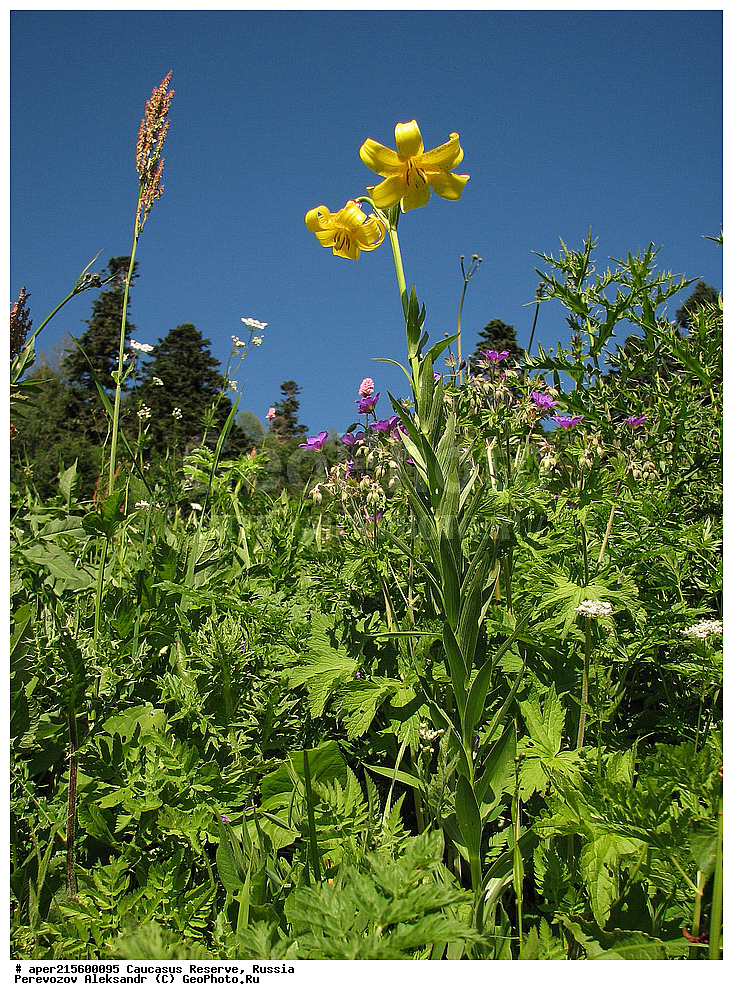 ������������� ����, ���������� ������, ���������-���������� ����������, ������, ���, ������, �������� ������, ���������� ��������������� ����������, ���������� ��������������� ��������� ���������� ���������� ����� �. �. �����������, ������ ��������, �����, ���������� ��������, ������������ ��������, ������������ ��������, ������, �����, XYZ, ��������, Liliaceae, ����� ������������, Lilium kesselringianum,  Lilium kosii, ������, �����, ������, ������, ���������� ����������