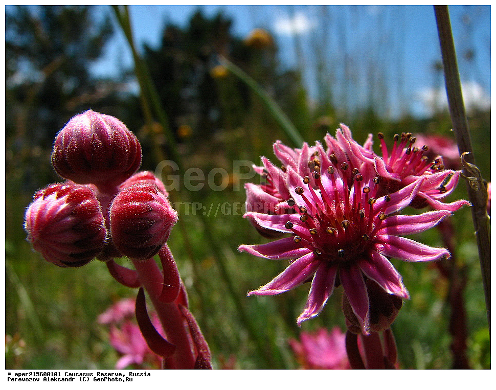 ������������� ����, ���������� ������, ���������-���������� ����������, ������, ���, ������, �������� ������, ���������� ��������������� ����������, ���������� ��������������� ��������� ���������� ���������� ����� �. �. �����������, ������ ��������, �����, ���������� ��������, ������������ ��������, ������������ ��������, ������, �����, XYZ, ������������, Crassulaceae, �������� ����������, �������� ���������, Sempervivum caucasicum, Sempervivum borissovae, ������, �����, ������, ������, ���������� ����������