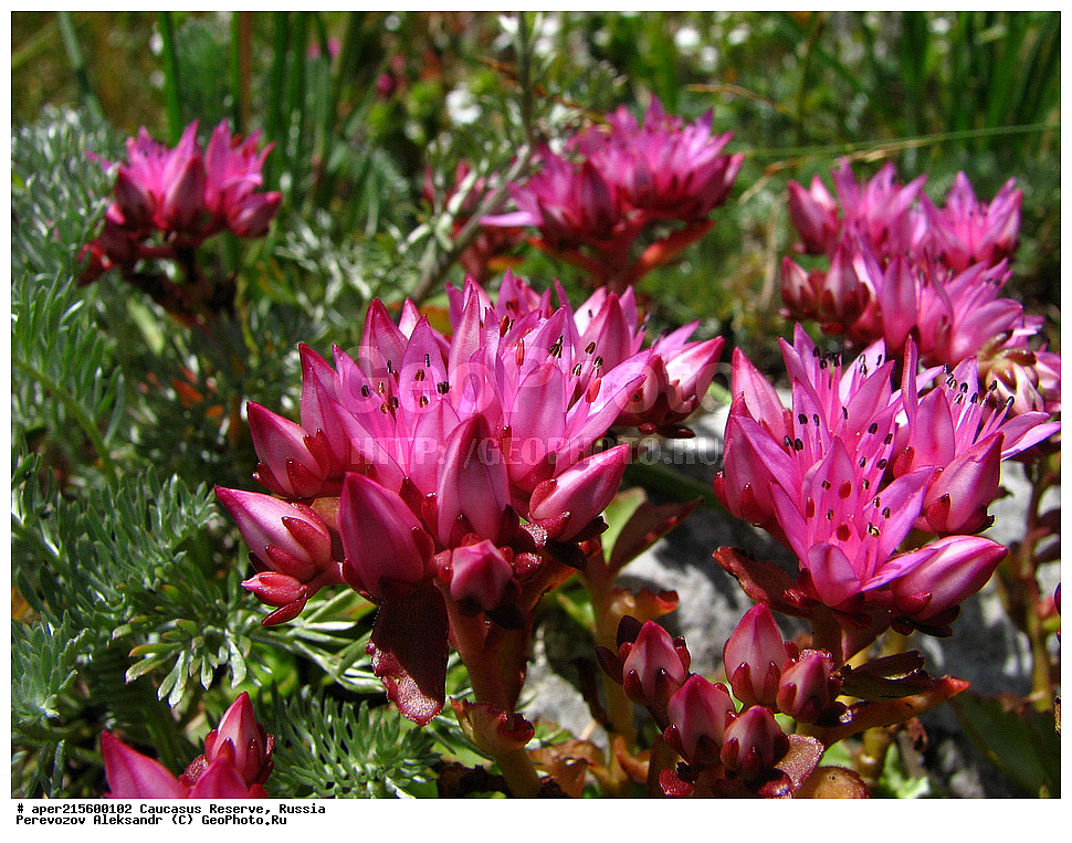 ������������� ����, ���������� ������, ���������-���������� ����������, ������, ���, ������, �������� ������, ���������� ��������������� ����������, ���������� ��������������� ��������� ���������� ���������� ����� �. �. �����������, ������ ��������, �����, ���������� ��������, ������������ ��������, ������������ ��������, ������, �����, XYZ, ������������, Crassulaceae, �������� ����������, �������� ���������, Sempervivum caucasicum, Sempervivum borissovae, ������, �����, ������, ������, ���������� ����������