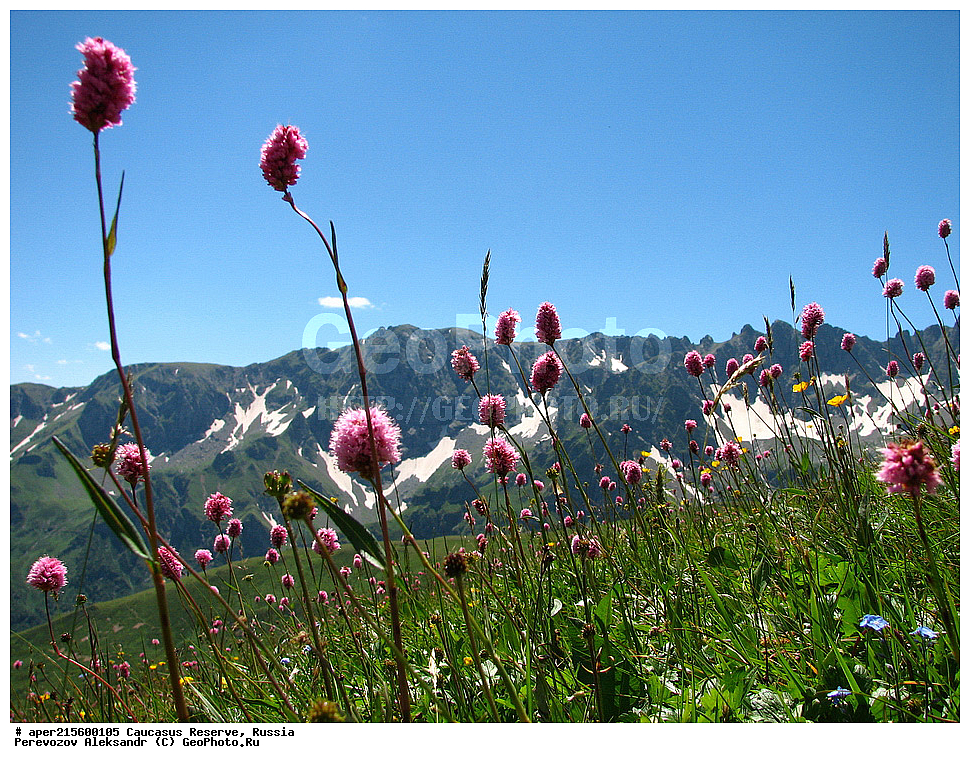 ������������� ����, ���������� ������, ���������-���������� ����������, ������, ���, ������, �������� ������, ���������� ��������������� ����������, ���������� ��������������� ��������� ���������� ���������� ����� �. �. �����������, ������ ��������, �����, ���������� ��������, ������������ ��������, ������������ ��������, ������, �����, XYZ, ���������, ����������, Polygonaceae, ������� ����-�������, ����� ����-�������, ����� �����������, �������� ����-�������, Bistorta carnea, Bistorta major ssp. carnea, Persicaria bistorta ssp. carnea, Polygonum bistorta ssp. carneum, Polygonum carneum, ������, �����, ������, ������, ���������� ����������