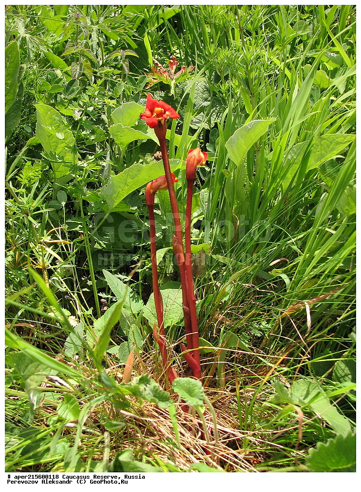 ������������� ����, ���������� ������, ���������-���������� ����������, ������, ���, ������, �������� ������, ���������� ��������������� ����������, ���������� ��������������� ��������� ���������� ���������� ����� �. �. �����������, ������ ��������, �����, ���������� ��������, ������������ ��������, ������������ ��������, ������, �����, XYZ, ������������, Scrophulariaceae, ��������� �������, ��������� ����������, ������� �������, Diphelypaea coccinea, Anoplon coccineum, Phelypaea coccinea, ������, �����, ������, ������, ���������� ����������