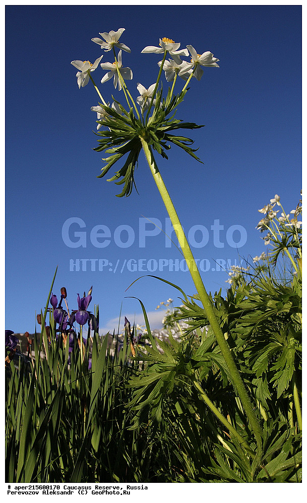 ������������� ����, ���������� ������, ���������-���������� ����������, ������, ���, ������, �������� ������, ���������� ��������������� ����������, ���������� ��������������� ��������� ���������� ���������� ����� �. �. �����������, ������ ��������, �����, ���������� ��������, ������������ ��������, ������������ ��������, ������, �����, XYZ, ���������, Ranunculaceae, �������� ����������, ������������ ����������, ��������� ����������, ��������� ��������, Anemonastrum fasciculatum, Anemone fasciculata, Anemone narcissiflora f. fasciculata, ������, �����, ������, ������, ���������� ����������