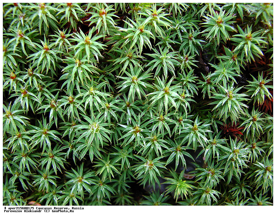 ������������� ����, ���������� ������, ���������-���������� ����������, ������, ���, ������, �������� ������, ���������� ��������������� ����������, ���������� ��������������� ��������� ���������� ���������� ����� �. �. �����������, �����, ������������ ��������, ������������ ��������, XYZ, ������������, Polytrichaceae, ���, �������� ��, Polytrichum sp., ������, �����, ������, ������, ���������� ����������, ���, ���, ���������, ��������, ������, ���������� ����������, �������� ������,