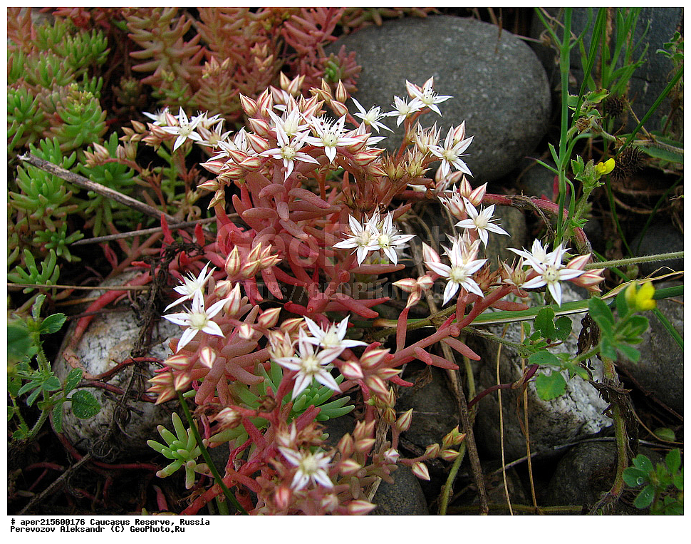 ������������� ����, ���������� ������, ���������-���������� ����������, ������, ���, ������, �������� ������, ���������� ��������������� ����������, ���������� ��������������� ��������� ���������� ���������� ����� �. �. �����������, ������ ��������, �����, ���������� ��������, ������������ ��������, ������������ ��������, ������, �����, XYZ, ������������, Crassulaceae, ������ �������, Sedum pallidum, Sedum bithynicum, ������, �����, ������, ������, ���������� ����������