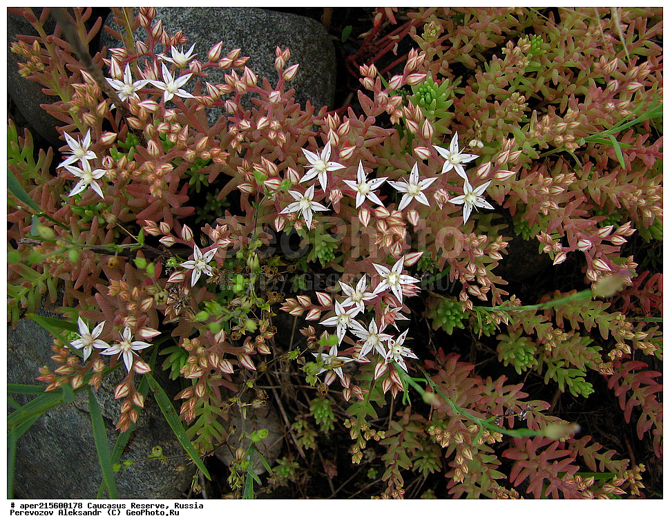 ������������� ����, ���������� ������, ���������-���������� ����������, ������, ���, ������, �������� ������, ���������� ��������������� ����������, ���������� ��������������� ��������� ���������� ���������� ����� �. �. �����������, ������ ��������, �����, ���������� ��������, ������������ ��������, ������������ ��������, ������, �����, XYZ, ������������, Crassulaceae, ������ �������, Sedum pallidum, Sedum bithynicum, ������, �����, ������, ������, ���������� ����������