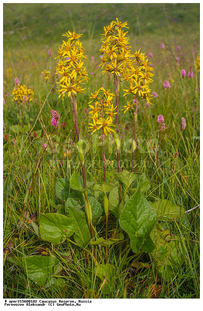 ������������� ����, ���������� ������, ���������-���������� ����������, ������, ���, ������, �������� ������, ���������� ��������������� ����������, ���������� ��������������� ��������� ���������� ���������� ����� �. �. �����������, ������ ��������, �����, ���������� ��������, ������������ ��������, ������������ ��������, ������, �����, XYZ, ��������, �������������, Asteraceae, Compositae, ��������� ����������������, Ligularia subsagittata, ������, �����, ������, ������, ���������� ����������