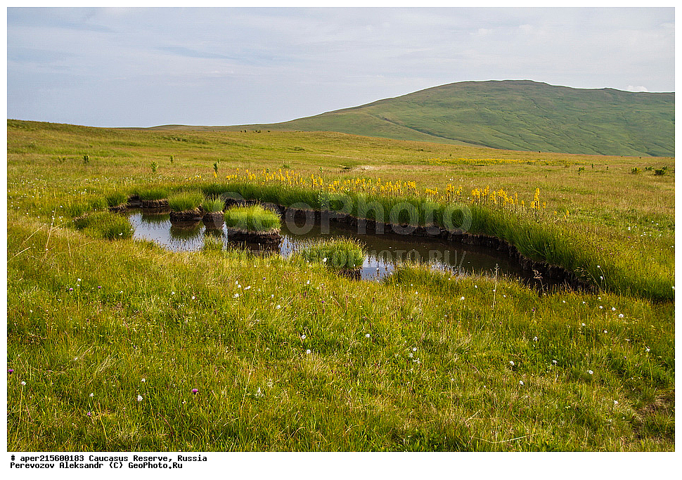 ������������� ����, ���������� ������, ���������-���������� ����������, ������, ���, ������, �������� ������, ���������� ��������������� ����������, ���������� ��������������� ��������� ���������� ���������� ����� �. �. �����������, ������ ��������, �����, ���������� ��������, ������������ ��������, ������������ ��������, ������, �����, XYZ, ��������, �������������, Asteraceae, Compositae, ��������� ����������������, Ligularia subsagittata, ������, �����, ������, ������, ���������� ����������