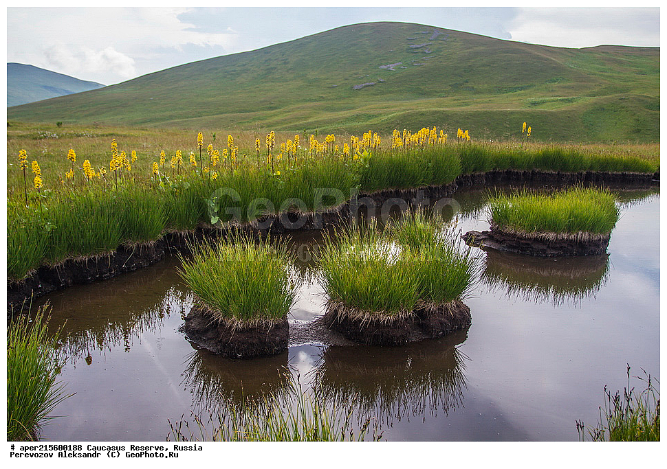 ������������� ����, ���������� ������, ���������-���������� ����������, ������, ���, ������, �������� ������, ���������� ��������������� ����������, ���������� ��������������� ��������� ���������� ���������� ����� �. �. �����������, ������ ��������, �����, ���������� ��������, ������������ ��������, ������������ ��������, ������, �����, XYZ, ��������, �������������, Asteraceae, Compositae, ��������� ����������������, Ligularia subsagittata, ������, �����, ������, ������, ���������� ����������