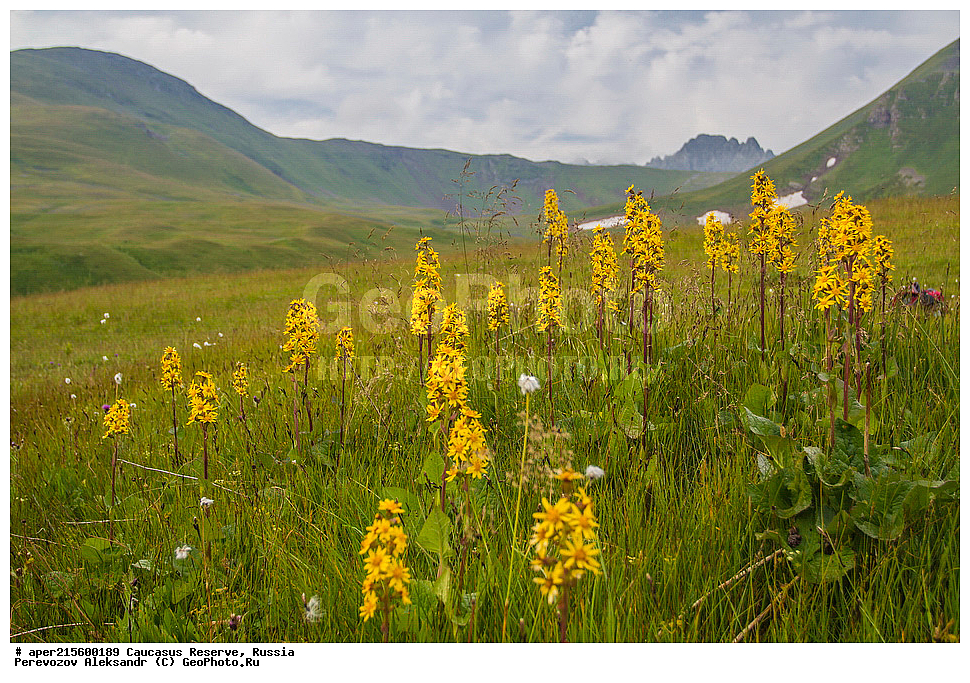 ������������� ����, ���������� ������, ���������-���������� ����������, ������, ���, ������, �������� ������, ���������� ��������������� ����������, ���������� ��������������� ��������� ���������� ���������� ����� �. �. �����������, ������ ��������, �����, ���������� ��������, ������������ ��������, ������������ ��������, ������, �����, XYZ, ��������, �������������, Asteraceae, Compositae, ��������� ����������������, Ligularia subsagittata, ������, �����, ������, ������, ���������� ����������