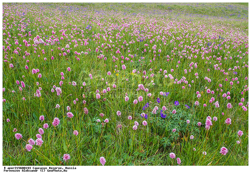 ������������� ����, ���������� ������, ���������-���������� ����������, ������, ���, ������, �������� ������, ���������� ��������������� ����������, ���������� ��������������� ��������� ���������� ���������� ����� �. �. �����������, ������ ��������, �����, ���������� ��������, ������������ ��������, ������������ ��������, ������, �����, XYZ, ���������, ����������, Polygonaceae, ������� ����-�������, ����� ����-�������, ����� �����������, �������� ����-�������, Bistorta carnea, Bistorta major ssp. carnea, Persicaria bistorta ssp. carnea, Polygonum bistorta ssp. carneum, Polygonum carneum, ������, �����, ������, ������, ���������� ����������