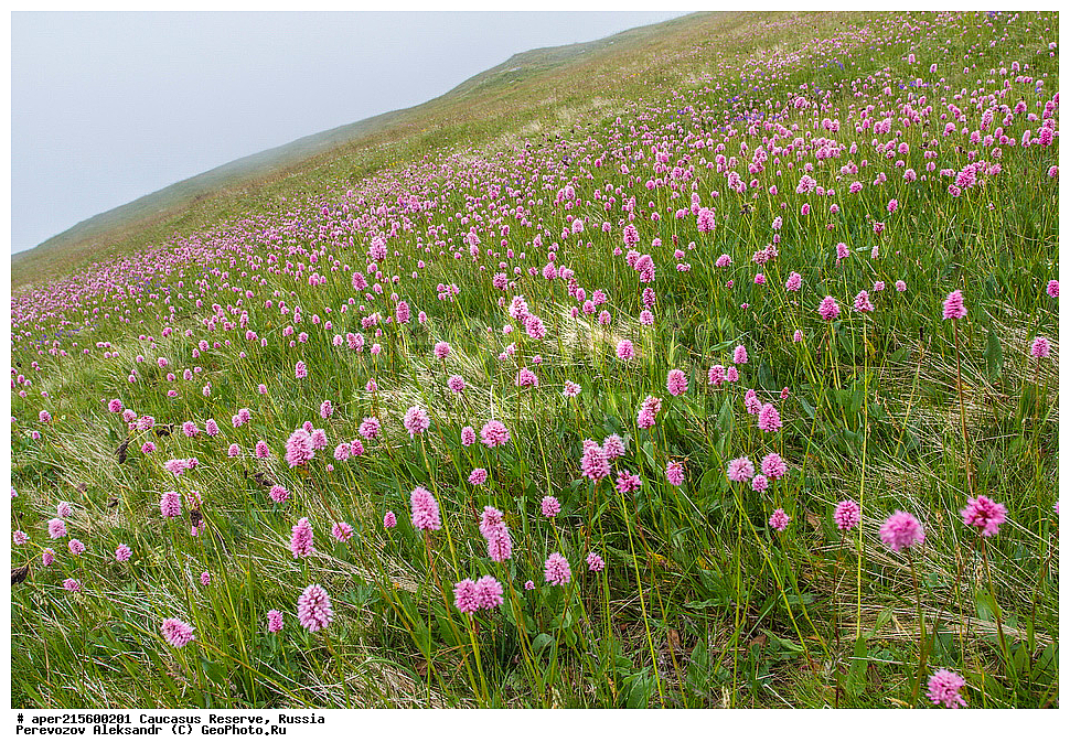 ������������� ����, ���������� ������, ���������-���������� ����������, ������, ���, ������, �������� ������, ���������� ��������������� ����������, ���������� ��������������� ��������� ���������� ���������� ����� �. �. �����������, ������ ��������, �����, ���������� ��������, ������������ ��������, ������������ ��������, ������, �����, XYZ, ���������, ����������, Polygonaceae, ������� ����-�������, ����� ����-�������, ����� �����������, �������� ����-�������, Bistorta carnea, Bistorta major ssp. carnea, Persicaria bistorta ssp. carnea, Polygonum bistorta ssp. carneum, Polygonum carneum, ������, �����, ������, ������, ���������� ����������