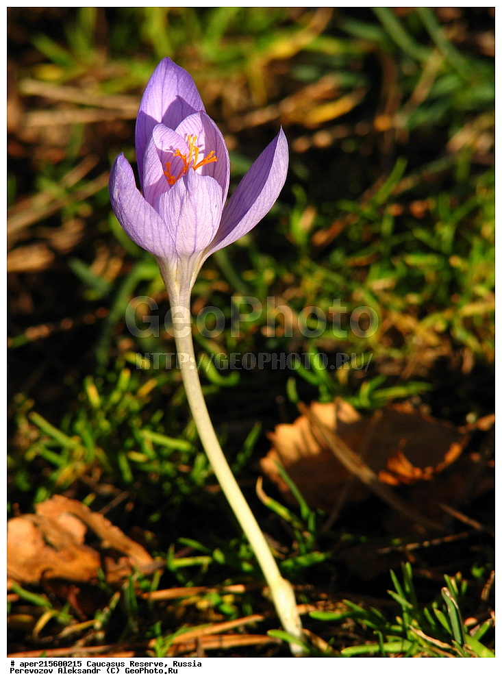 ������������� ����, ���������� ������, ���������-���������� ����������, ������, ���, ������, �������� ������, ���������� ��������������� ����������, ���������� ��������������� ��������� ���������� ���������� ����� �. �. �����������, ������ ��������, �����, ���������� ��������, ������������ ��������, ������������ ��������, ������, �����, XYZ, ��������, �����������, Iridaceae, ������ ����������, ������ �����������, ������ ������������, ������ �����������, ������ ������������, Crocus speciosus, Crocus pulchellus, ������, �����, ������, ������, ���������� ����������