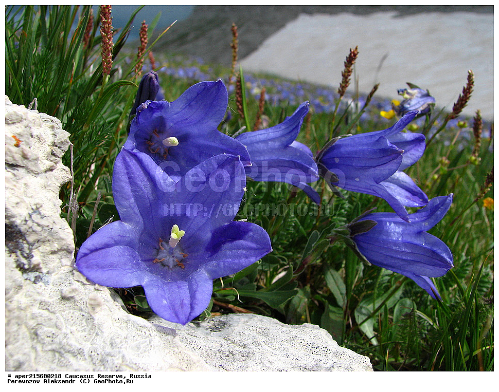 ������, ���������� ��������������� ����������, ���������� ��������������� ��������� ���������� ���������� ����� �. �. �����������, ������ ��������, �����, ���������� ��������, ������������ ��������, ������������ ��������, ������, �����, XYZ, ���������������, Campanulaceae, ����������� ��������, ����������� �����������, ����������� ���������, ����������� ������������, Campanula tridentata, Campanula ruprechtii, �����, ������, ������, ���������� ����������