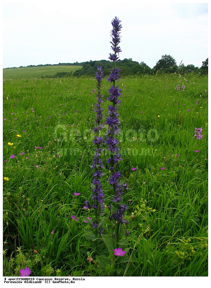 ������������� ����, ���������� ������, ���������-���������� ����������, ������, ���, ������, �������� ������, ���������� ��������������� ����������, ���������� ��������������� ��������� ���������� ���������� ����� �. �. �����������, ������ ��������, �����, ���������� ��������, ������������ ��������, ������������ ��������, ������, �����, XYZ, ���������������, Campanulaceae, �������������� ������������������, �������� ������������������, Asyneuma campanuloides, Phyteuma campanuloides, ������, �����, ������, ������, ���������� ����������