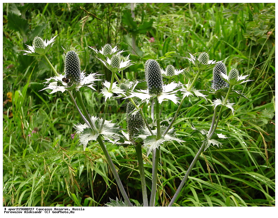 ������������� ����, ���������� ������, ���������-���������� ����������, ������, ���, ������, �������� ������, ���������� ��������������� ����������, ���������� ��������������� ��������� ���������� ���������� ����� �. �. �����������, ������ ��������, �����, ���������� ��������, ������������ ��������, ������������ ��������, ������, �����, XYZ, �����������, ���������������, Dipsacaceae, �������� ���������, Dipsacus laciniatus, ������, �����, ������, ������, ���������� ����������