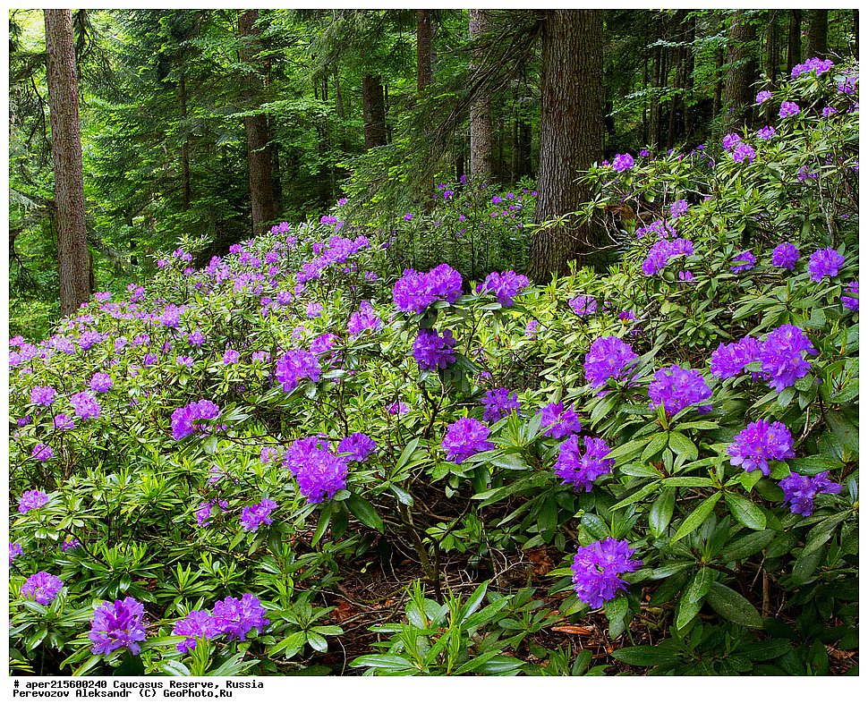 ������������� ����, ���������� ������, ���������-���������� ����������, ������, ���, ������, �������� ������, ���������� ��������������� ����������, ���������� ��������������� ��������� ���������� ���������� ����� �. �. �����������, ������ ��������, �����, ���������� ��������, ������������ ��������, ������������ ��������, ������, �����, XYZ, ����������, Ericaceae, ����������� ����������, Rhododendron ponticum, �����, ������, �����, ������, ������, ���������� ����������, ���������, ����������, ������������ ��������, ������������ ��������, ������������, ������������ �����������, �����������, ������������, ���������, �����, ����������