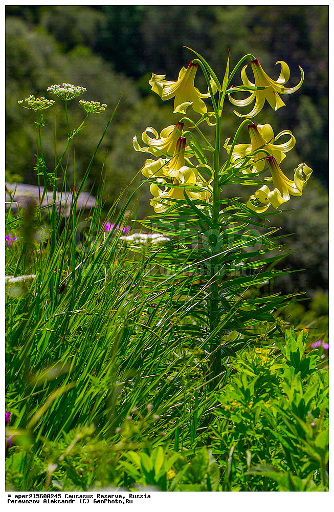 ������������� ����, ���������� ������, ���������-���������� ����������, ������, ���, ������, �������� ������, ���������� ��������������� ����������, ���������� ��������������� ��������� ���������� ���������� ����� �. �. �����������, ������ ��������, �����, ���������� ��������, ������������ ��������, ������������ ��������, ������, �����, XYZ, ��������, Liliaceae, ����� ������������, Lilium kesselringianum,  Lilium kosii, ������, �����, ������, ������, ���������� ����������