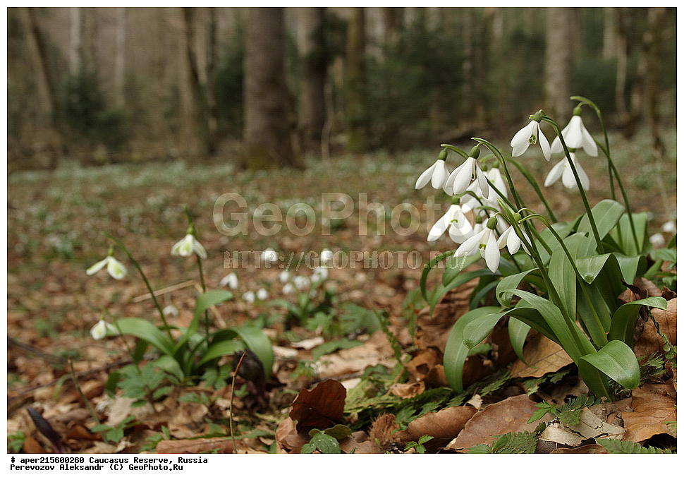 ������������� ����, ���������� ������, ���������-���������� ����������, ������, ���, ������, �������� ������, ���������� ��������������� ����������, ���������� ��������������� ��������� ���������� ���������� ����� �. �. �����������, ������ ��������, �����, ���������� ��������, ������������ ��������, ������������ ��������, ������, �����, XYZ, �������������, Amaryllidaceae, ���������� ��������, ���������� ����������, Galanthus woronowii, Galanthus ikariae, ������, �����, ������, ������, ���������� ����������