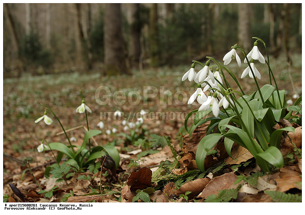 ������������� ����, ���������� ������, ���������-���������� ����������, ������, ���, ������, �������� ������, ���������� ��������������� ����������, ���������� ��������������� ��������� ���������� ���������� ����� �. �. �����������, ������ ��������, �����, ���������� ��������, ������������ ��������, ������������ ��������, ������, �����, XYZ, �������������, Amaryllidaceae, ���������� ��������, ���������� ����������, Galanthus woronowii, Galanthus ikariae, ������, �����, ������, ������, ���������� ����������