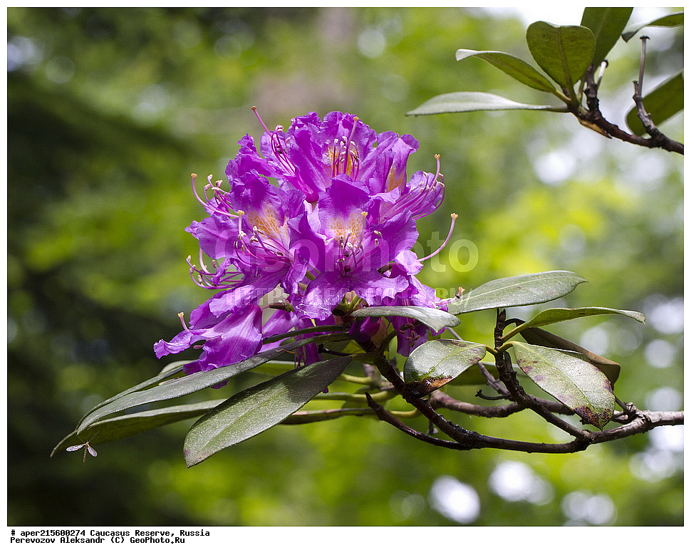 ������������� ����, ���������� ������, ���������-���������� ����������, ������, ���, ������, �������� ������, ���������� ��������������� ����������, ���������� ��������������� ��������� ���������� ���������� ����� �. �. �����������, ������ ��������, �����, ���������� ��������, ������������ ��������, ������������ ��������, ������, �����, XYZ, ����������, Ericaceae, ����������� ����������, Rhododendron ponticum, �����, ������, �����, ������, ������, ���������� ����������, ���������, ����������, ������������ ��������, ������������ ��������, ������������, ������������ �����������, �����������, ������������, ���������, �����, ����������