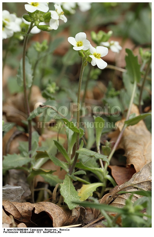 ������������� ����, ���������� ������, ���������-���������� ����������, ������, ���, ������, �������� ������, ���������� ��������������� ����������, ���������� ��������������� ��������� ���������� ���������� ����� �. �. �����������, ������ ��������, �����, ���������� ��������, ������������ ��������, ������������ ��������, ������, �����, XYZ, ���������, ����������, �������������, Brassicaceae, Crucifera, ������ ����������, ������ �������������, ������ �����, ������ ������, ������ ������������ , Arabis caucasica, Arabis alpina ssp. caucasica, Arabis dolichothrix, Arabis flaviflora, Arabis ionocalyx, ������, �����, ������, ������, ���������� ����������