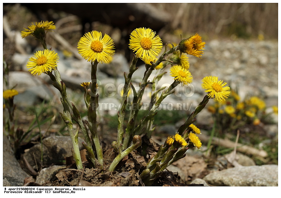 ������������� ����, ���������� ������, ���������-���������� ����������, ������, ���, ������, �������� ������, ���������� ��������������� ����������, ���������� ��������������� ��������� ���������� ���������� ����� �. �. �����������, ������ ��������, �����, ���������� ��������, ������������ ��������, ������������ ��������, ������, �����, XYZ, ��������, �������������, Asteraceae, Compositae, ����-�-������ ������������, Tussilago farfara, ������, �����, ������, ������, ���������� ����������