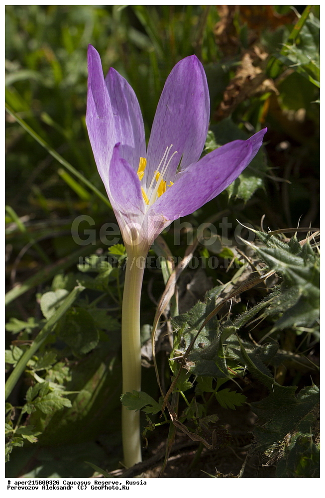 ������������� ����, ���������� ������, ���������-���������� ����������, ������, ���, ������, �������� ������, ���������� ��������������� ����������, ���������� ��������������� ��������� ���������� ���������� ����� �. �. �����������, ������ ��������, �����, ���������� ��������, ������������ ��������, ������������ ��������, ������, �����, XYZ, ��������, �����������, Iridaceae, ������ ����������, ������ �����������, ������ ������������, ������ �����������, ������ ������������, Crocus speciosus, Crocus pulchellus, ������, �����, ������, ������, ���������� ����������