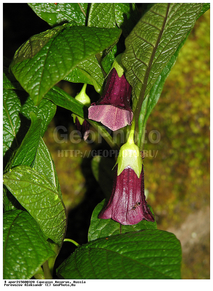 ������������� ����, ���������� ������, ���������-���������� ����������, ������, ���, ������, �������� ������, ���������� ��������������� ����������, ���������� ��������������� ��������� ���������� ���������� ����� �. �. �����������, ������ ��������, �����, ���������� ��������, ������������ ��������, ������������ ��������, ������, �����, XYZ, ����������, ���������, Solanaceae, �������� ����������, �������� �������������, Scopolia caucasica, ������, �����, ������, ������, ���������� ����������