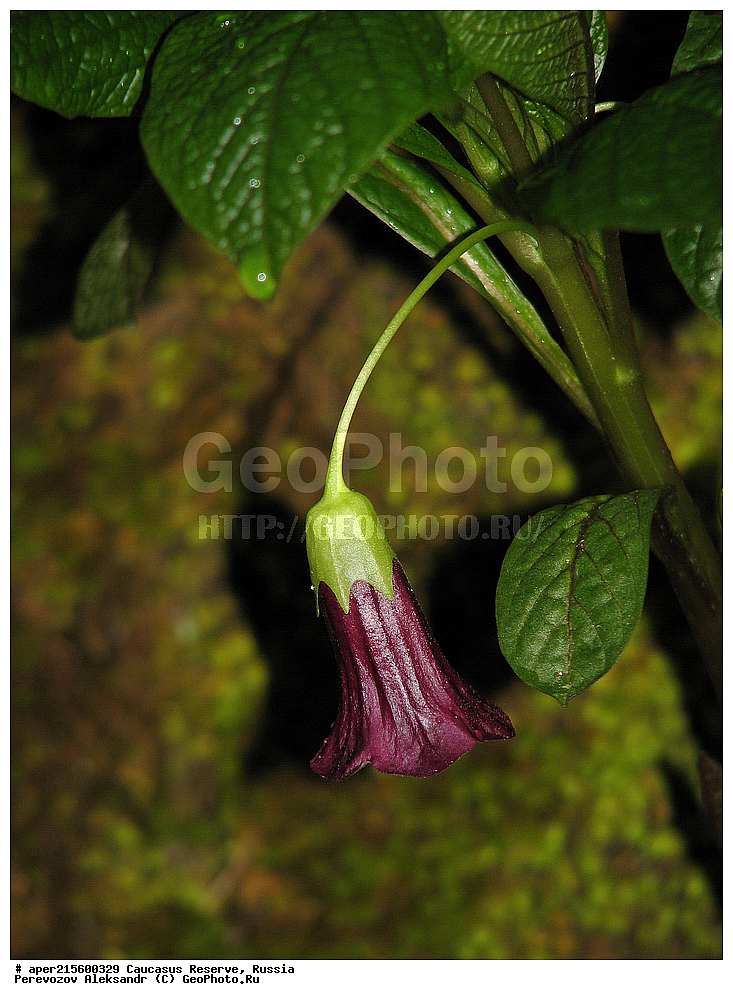 ������������� ����, ���������� ������, ���������-���������� ����������, ������, ���, ������, �������� ������, ���������� ��������������� ����������, ���������� ��������������� ��������� ���������� ���������� ����� �. �. �����������, ������ ��������, �����, ���������� ��������, ������������ ��������, ������������ ��������, ������, �����, XYZ, ����������, ���������, Solanaceae, �������� ����������, �������� �������������, Scopolia caucasica, ������, �����, ������, ������, ���������� ����������