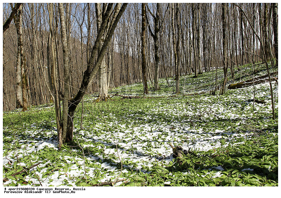 ������������� ����, ���������� ������, ���������-���������� ����������, ������, ���, ������, �������� ������, ���������� ��������������� ����������, ���������� ��������������� ��������� ���������� ���������� ����� �. �. �����������, ������ ��������, �����, ���������� ��������, ������������ ��������, ������������ ��������, ������, �����, XYZ, �������, Alliaceae, �������������, Amaryllidaceae, ��� ��������, �������, Allium ursinum, Allium ucrainicum, ������, �����, ������, ������, ���������� ����������