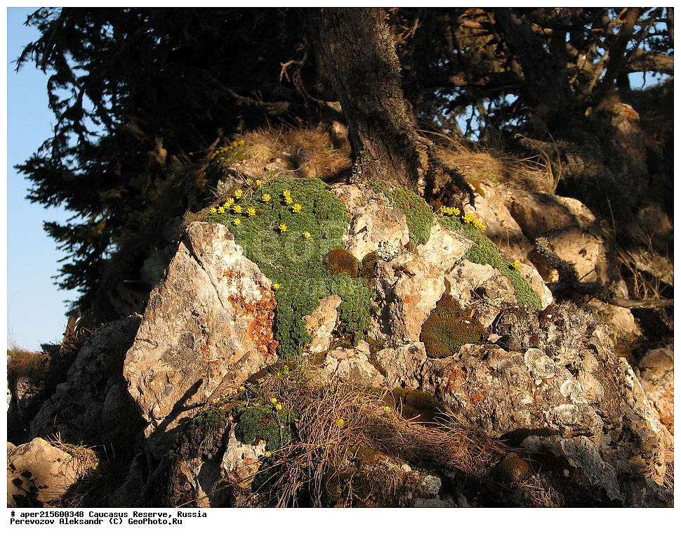 ������������� ����, ���������� ������, ���������-���������� ����������, ������, ���, ������, �������� ������, ���������� ��������������� ����������, ���������� ��������������� ��������� ���������� ���������� ����� �. �. �����������, ������ ��������, �����, ���������� ��������, ������������ ��������, ������������ ��������, ������, �����, XYZ, �������������, Saxifragaceae, ���������� ���������, ���������� �����������, Saxifraga scleropoda, ������, �����, ������, ������, ���������� ����������