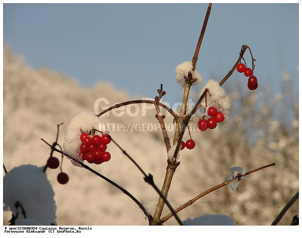 ������������� ����, ���������� ������, ���������-���������� ����������, ������, ���, ������, �������� ������, ���������� ��������������� ����������, ���������� ��������������� ��������� ���������� ���������� ����� �. �. �����������, ������ ��������, �����, ���������� ��������, ������������ ��������, ������������ ��������, ����, �����, �����, �����, ���������, ���������, Viburnaceae,  Adoxaceae, ������, Viburnum sp., ����, ������, �����, ������, ������, ���������� ����������