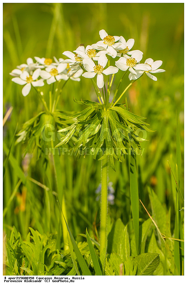 ������������� ����, ���������� ������, ���������-���������� ����������, ������, ���, ������, �������� ������, ���������� ��������������� ����������, ���������� ��������������� ��������� ���������� ���������� ����� �. �. �����������, ������ ��������, �����, ���������� ��������, ������������ ��������, ������������ ��������, ������, �����, XYZ, ���������, Ranunculaceae, �������� ����������, ������������ ����������, ��������� ����������, ��������� ��������, Anemonastrum fasciculatum, Anemone fasciculata, Anemone narcissiflora f. fasciculata, ������, �����, ������, ������, ���������� ����������