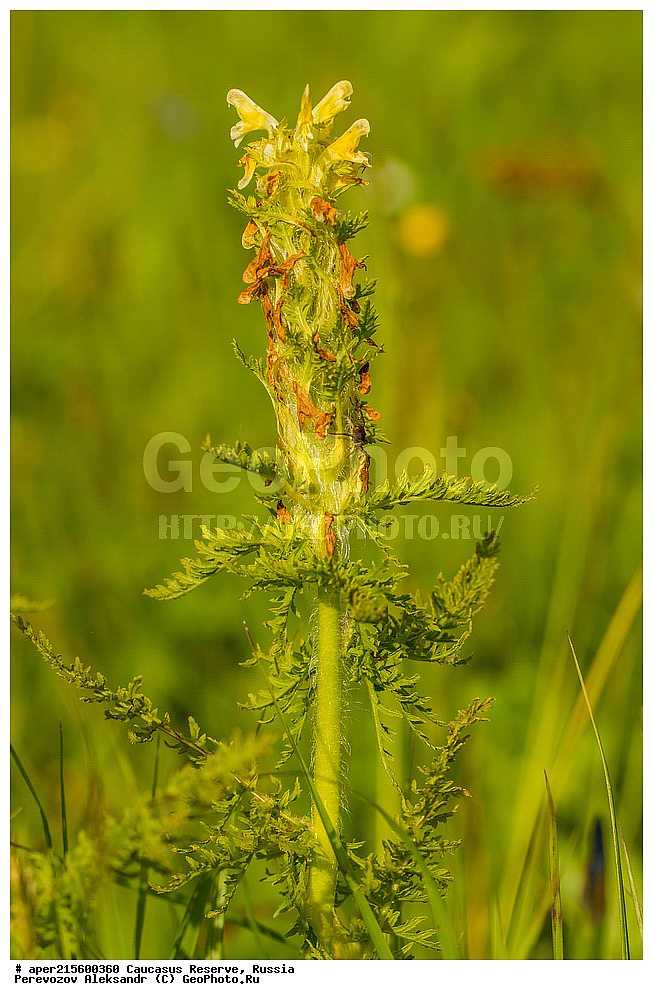 ������������� ����, ���������� ������, ���������-���������� ����������, ������, ���, ������, �������� ������, ���������� ��������������� ����������, ���������� ��������������� ��������� ���������� ���������� ����� �. �. �����������, ������ ��������, �����, ���������� ��������, ������������ ��������, ������������ ��������, ������, �����, XYZ, ������������, Scrophulariaceae, ������ ������, Pedicularis condensata, ������, �����, ������, ������, ���������� ����������