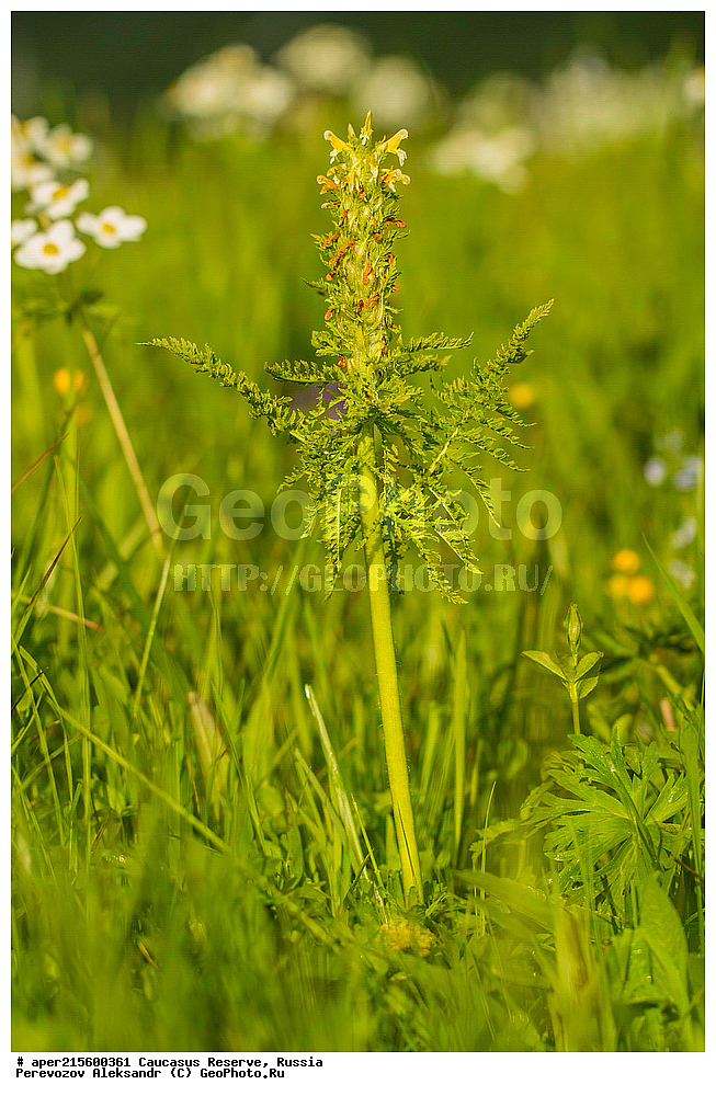 ������������� ����, ���������� ������, ���������-���������� ����������, ������, ���, ������, �������� ������, ���������� ��������������� ����������, ���������� ��������������� ��������� ���������� ���������� ����� �. �. �����������, ������ ��������, �����, ���������� ��������, ������������ ��������, ������������ ��������, ������, �����, XYZ, ������������, Scrophulariaceae, ������ ������, Pedicularis condensata, ������, �����, ������, ������, ���������� ����������