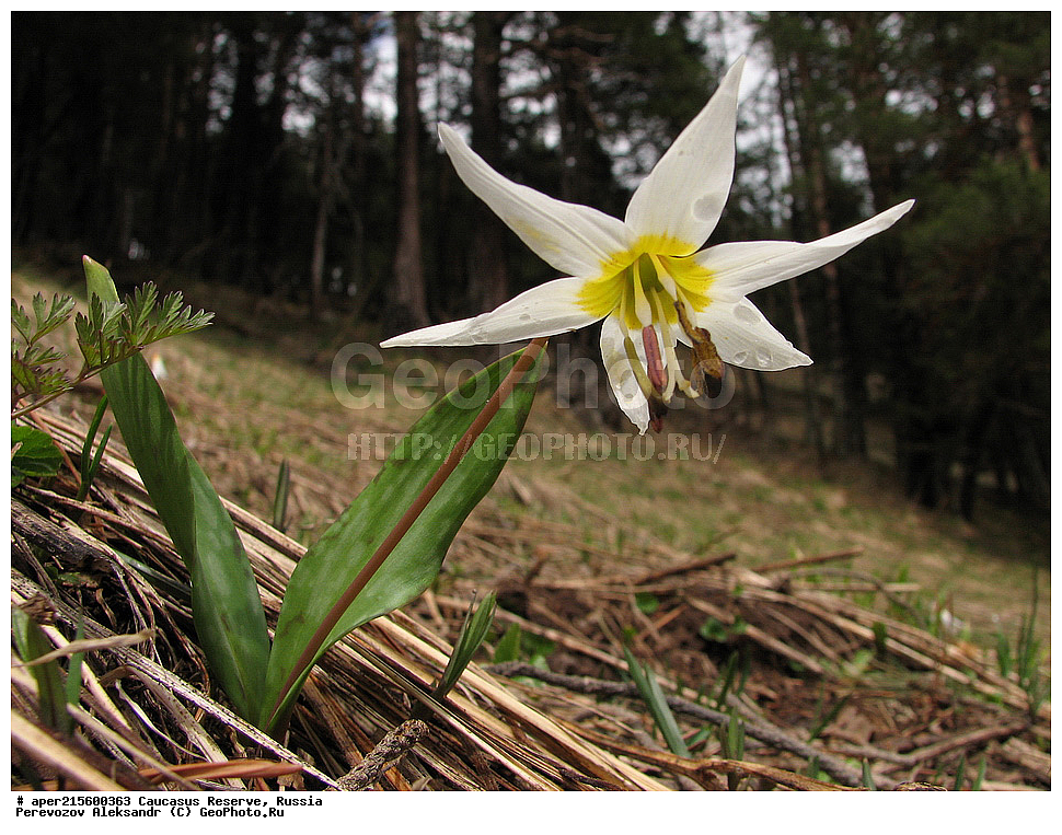������������� ����, ���������� ������, ���������-���������� ����������, ������, ���, ������, �������� ������, ���������� ��������������� ����������, ���������� ��������������� ��������� ���������� ���������� ����� �. �. �����������, ������ ��������, �����, ���������� ��������, ������������ ��������, ������������ ��������, ������, �����, XYZ, ��������, Liliaceae, ������ ����������, Erythronium caucasicum, ������, �����, ������, ������, ���������� ����������