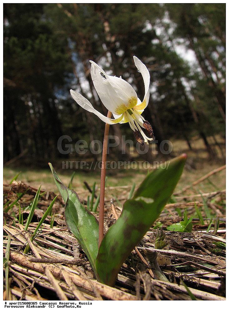 ������������� ����, ���������� ������, ���������-���������� ����������, ������, ���, ������, �������� ������, ���������� ��������������� ����������, ���������� ��������������� ��������� ���������� ���������� ����� �. �. �����������, ������ ��������, �����, ���������� ��������, ������������ ��������, ������������ ��������, ������, �����, XYZ, ��������, Liliaceae, ������ ����������, Erythronium caucasicum, ������, �����, ������, ������, ���������� ����������