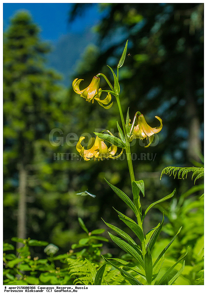 ������������� ����, ���������� ������, ���������-���������� ����������, ������, ���, ������, �������� ������, ���������� ��������������� ����������, ���������� ��������������� ��������� ���������� ���������� ����� �. �. �����������, ������ ��������, �����, ���������� ��������, ������������ ��������, ������������ ��������, ������, �����, XYZ, ��������, Liliaceae, ����� ������������, Lilium kesselringianum,  Lilium kosii, ������, �����, ������, ������, ���������� ����������