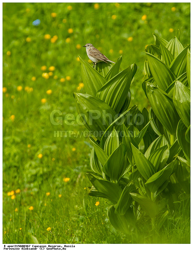 ������������� ����, ���������� ������, ���������-���������� ����������, ������, ���, ������, �������� ������, ���������� ��������������� ����������, ���������� ��������������� ��������� ���������� ���������� ����� �. �. �����������, ������ ��������, �����, ���������� ��������, ������������ ��������, ������������ ��������, ������, �����, XYZ, �����������, Melanthiaceae, �������� ������, �������� ���������, �������� ������, �������� �������, �������� ������������, ���������, Veratrum lobelianum, Veratrum album, ������, �����, ������, ������, ���������� ����������