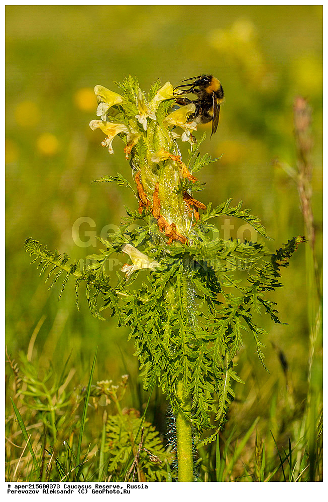 ������������� ����, ���������� ������, ���������-���������� ����������, ������, ���, ������, �������� ������, ���������� ��������������� ����������, ���������� ��������������� ��������� ���������� ���������� ����� �. �. �����������, ������ ��������, �����, ���������� ��������, ������������ ��������, ������������ ��������, ������, �����, XYZ, ������������, Scrophulariaceae, ������ ������, Pedicularis condensata, ������, �����, ������, ������, ���������� ����������